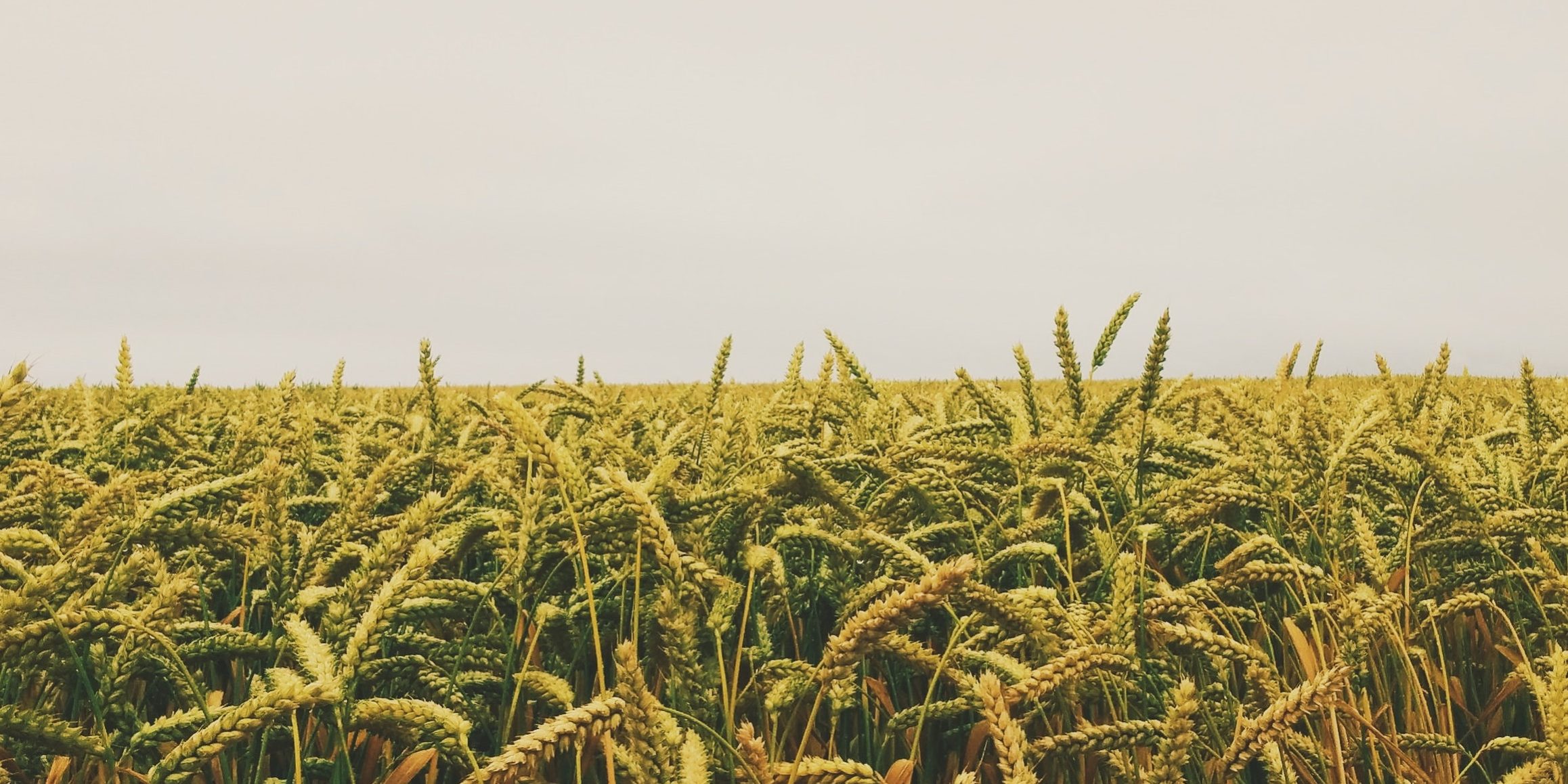 agriculture-cornfield-crops-55766