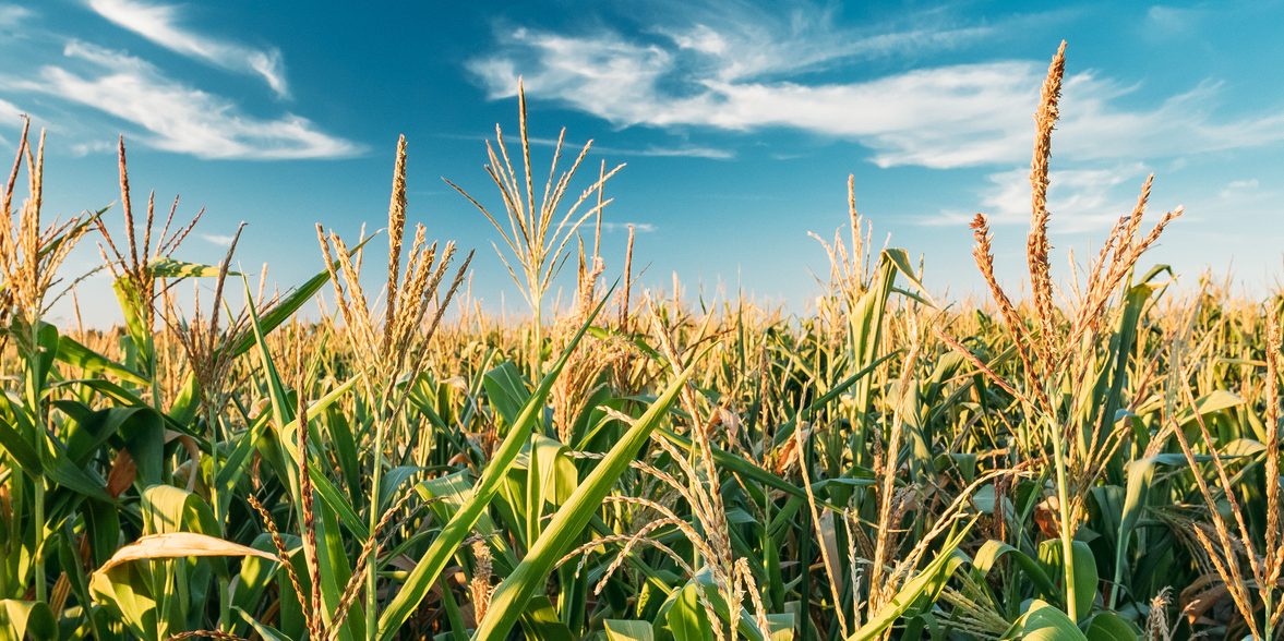 Corn Growers: Feeding and Fueling the World 🌽 New Podcast Episode ...