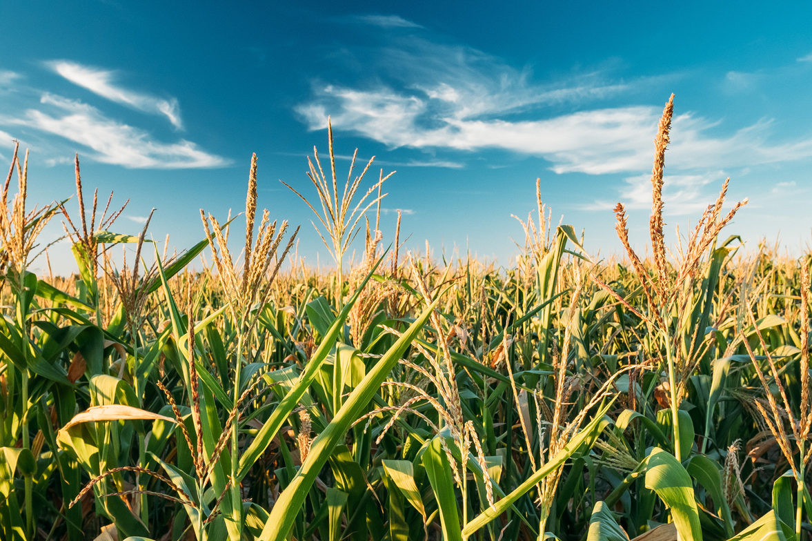 Home - Farm Policy Facts