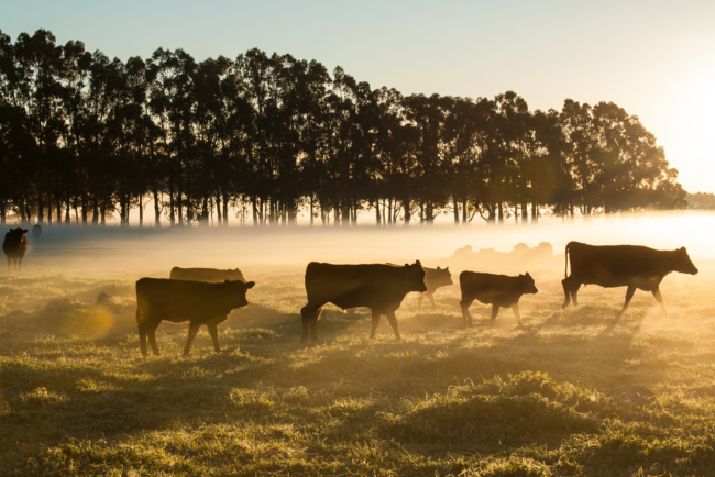 Cattle in Fog